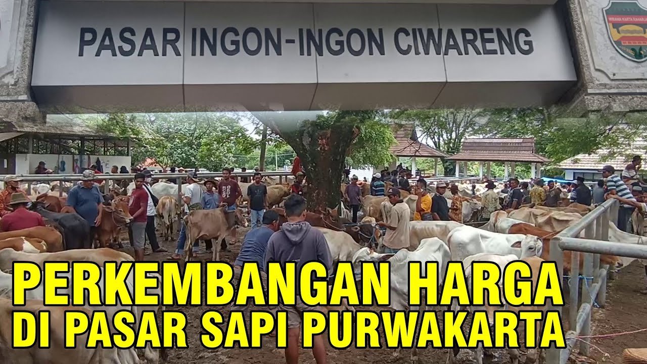 
                                 Kondisi-Harga-Sapi-Pasar-Purwakarta-Jawa-Barat